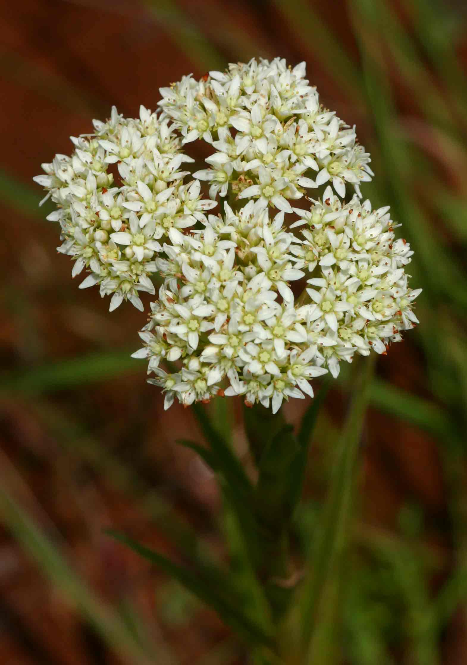Crassula vaginata