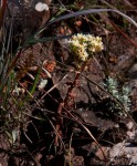 Crassula vaginata