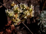 Crassula vaginata