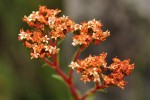 Crassula vaginata