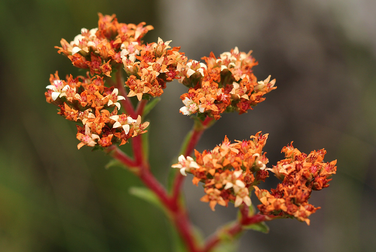 Crassula vaginata
