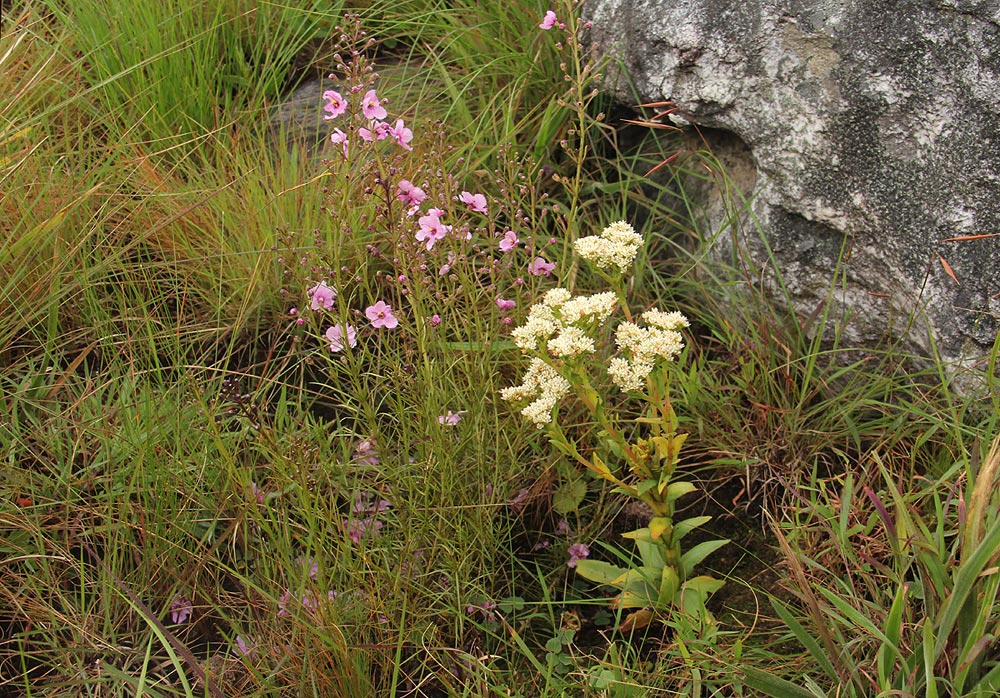 Crassula vaginata