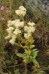 Crassula vaginata