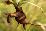 Crassula vaginata