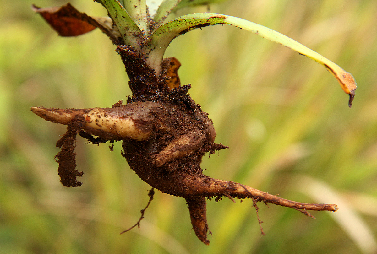 Crassula vaginata