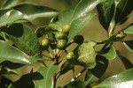 Pittosporum viridiflorum var. viridiflorum
