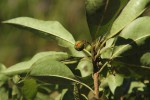 Pittosporum viridiflorum var. viridiflorum