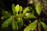 Pittosporum viridiflorum var. viridiflorum