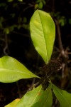 Pittosporum viridiflorum var. viridiflorum