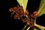 Pittosporum viridiflorum var. viridiflorum