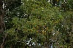 Pittosporum viridiflorum var. viridiflorum