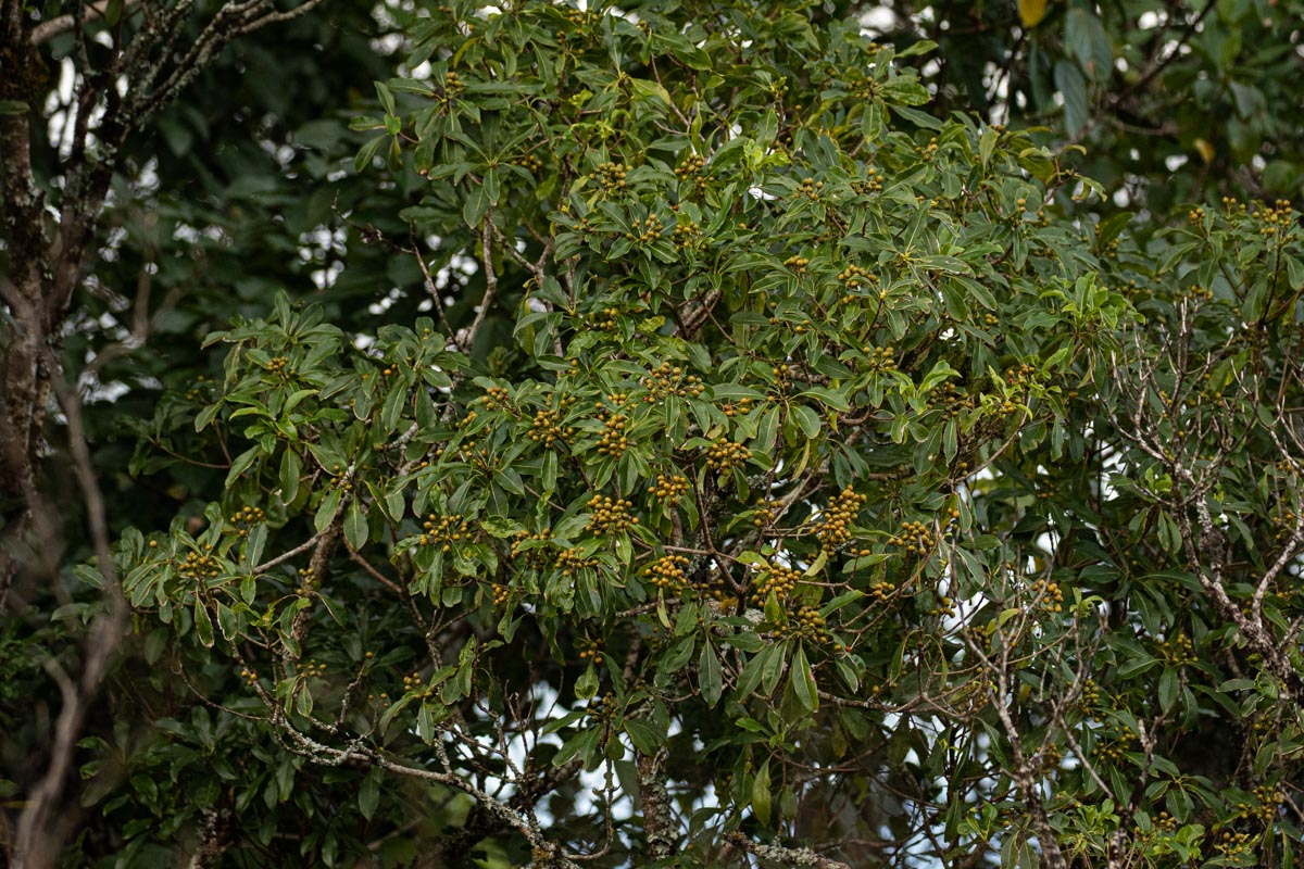 Pittosporum viridiflorum var. viridiflorum