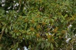 Pittosporum viridiflorum var. viridiflorum