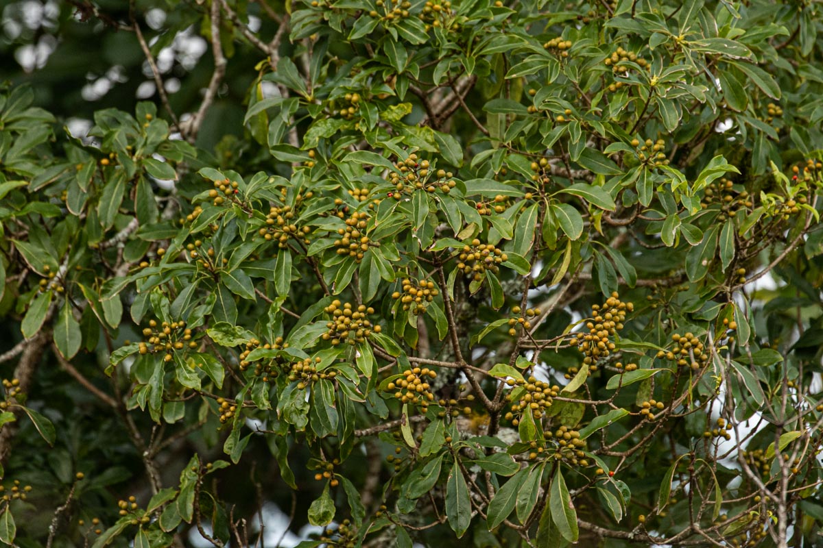 Pittosporum viridiflorum var. viridiflorum