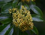 Pittosporum viridiflorum var. viridiflorum