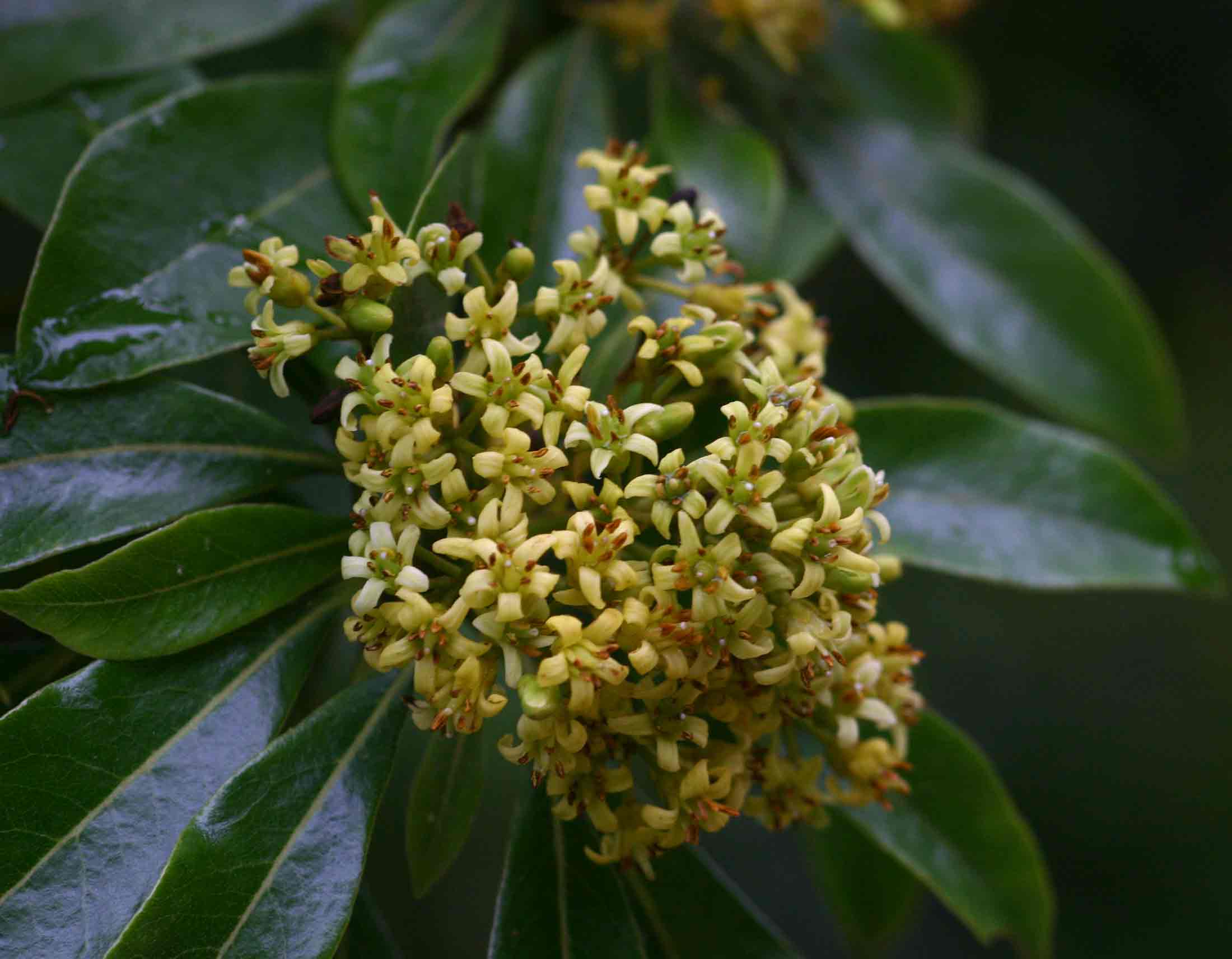 Pittosporum viridiflorum var. viridiflorum