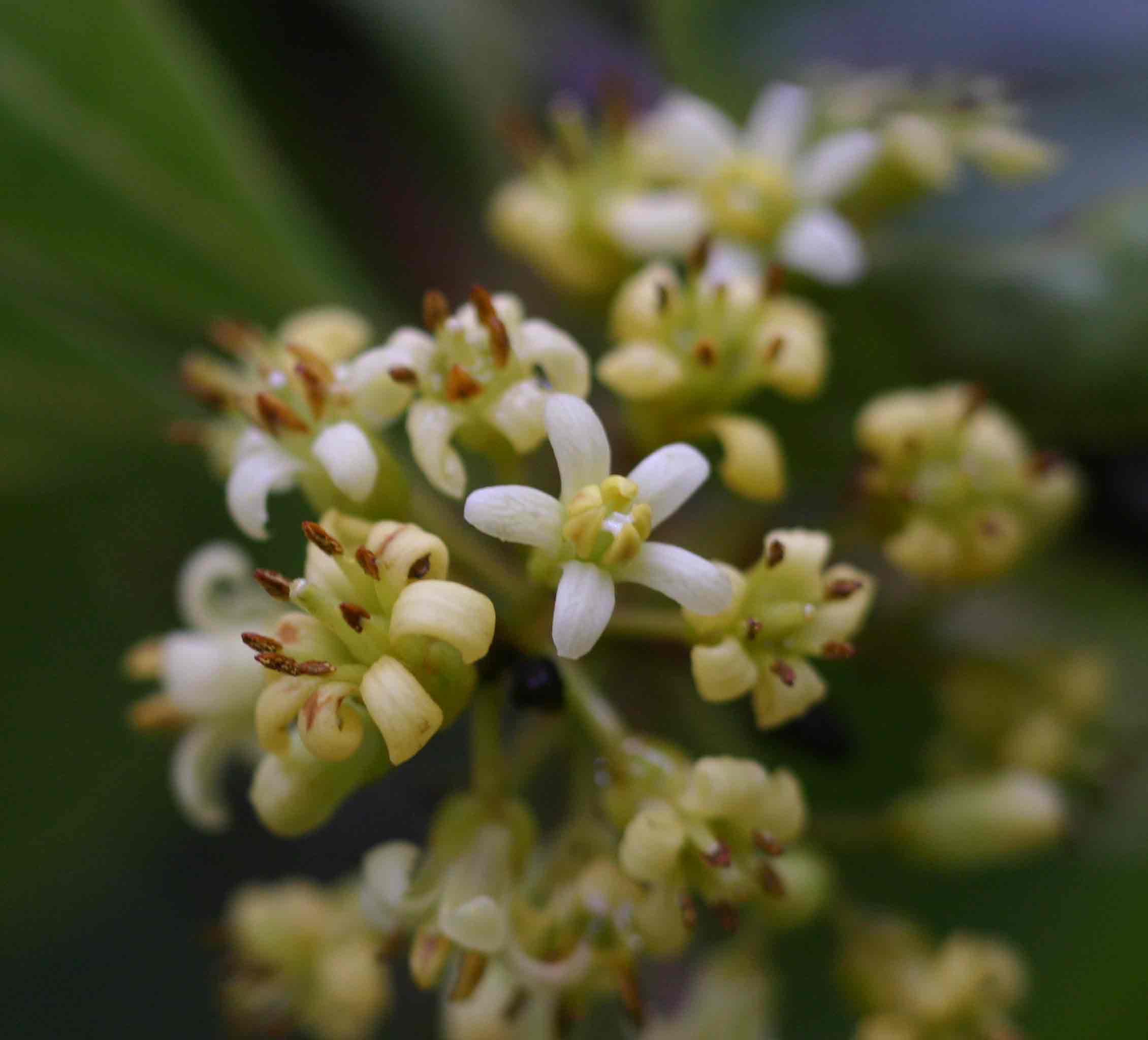 Pittosporum viridiflorum var. viridiflorum