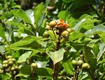 Pittosporum viridiflorum var. viridiflorum