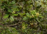 Pittosporum viridiflorum var. viridiflorum