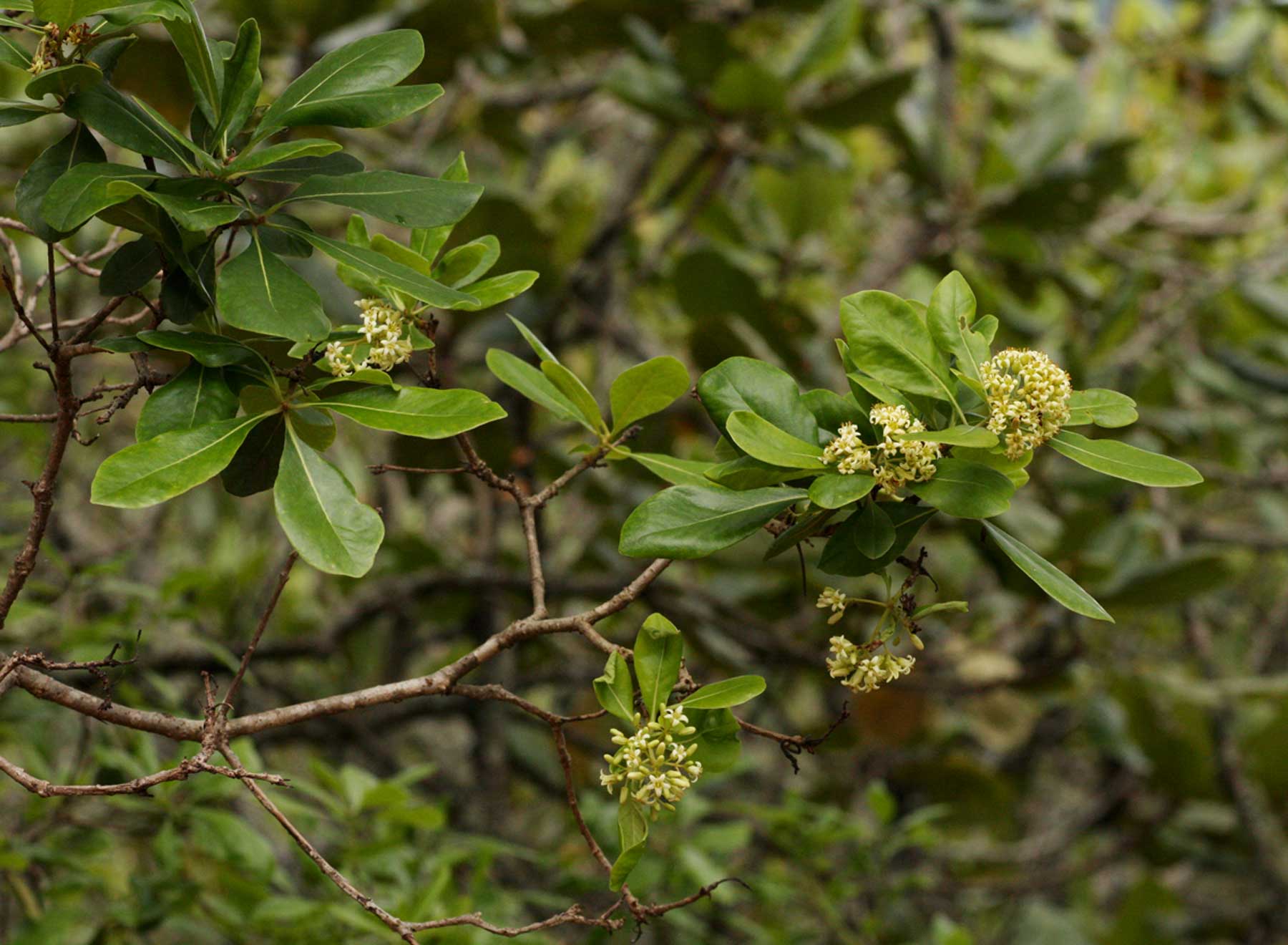 Pittosporum viridiflorum var. viridiflorum