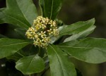 Pittosporum viridiflorum var. viridiflorum