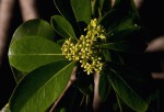Pittosporum viridiflorum var. viridiflorum