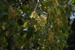 Pittosporum viridiflorum var. viridiflorum