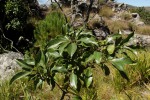Pittosporum viridiflorum var. viridiflorum