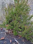 Myrothamnus flabellifolius