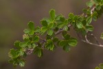 Myrothamnus flabellifolius