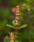 Myrothamnus flabellifolius