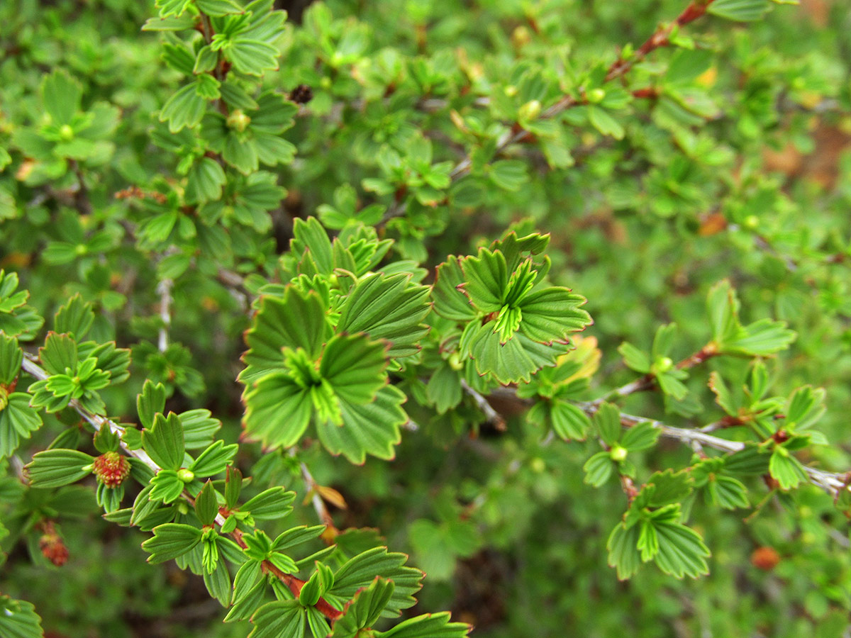 Myrothamnus flabellifolius