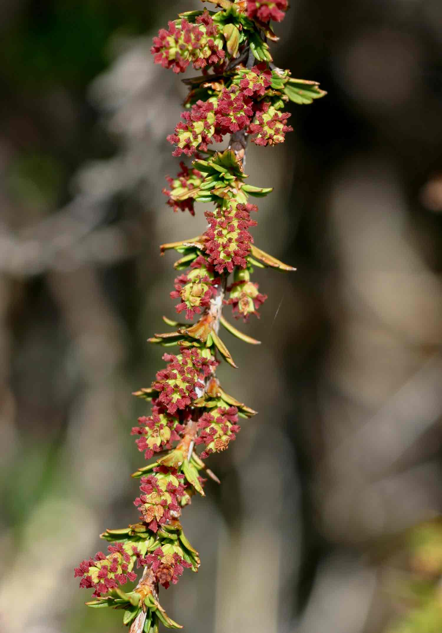 Myrothamnus flabellifolius