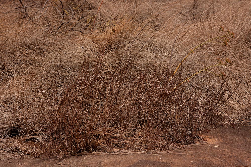 Myrothamnus flabellifolius