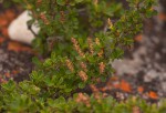 Myrothamnus flabellifolius