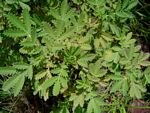 Leucosidea sericea