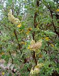 Leucosidea sericea