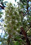 Leucosidea sericea