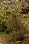 Cliffortia linearifolia