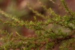 Cliffortia linearifolia