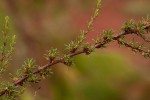Cliffortia linearifolia