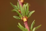 Cliffortia linearifolia