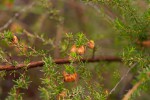 Cliffortia linearifolia