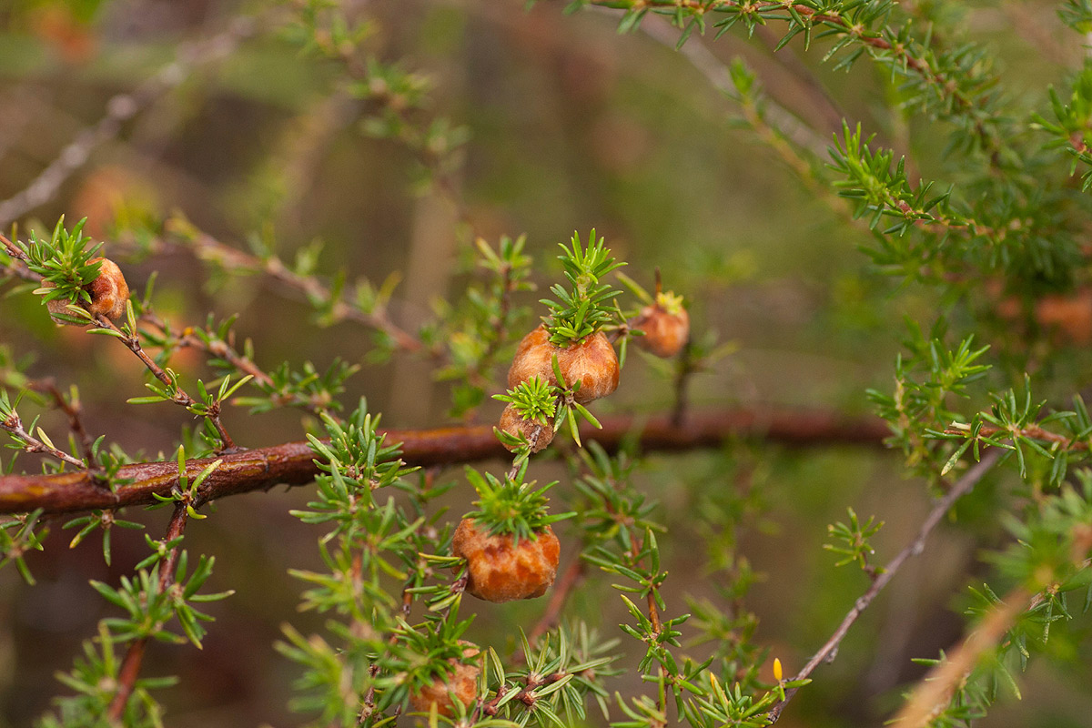 Cliffortia linearifolia