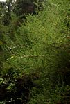 Cliffortia serpyllifolia