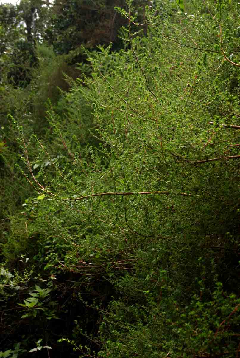 Cliffortia serpyllifolia