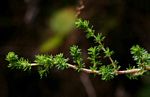 Cliffortia serpyllifolia
