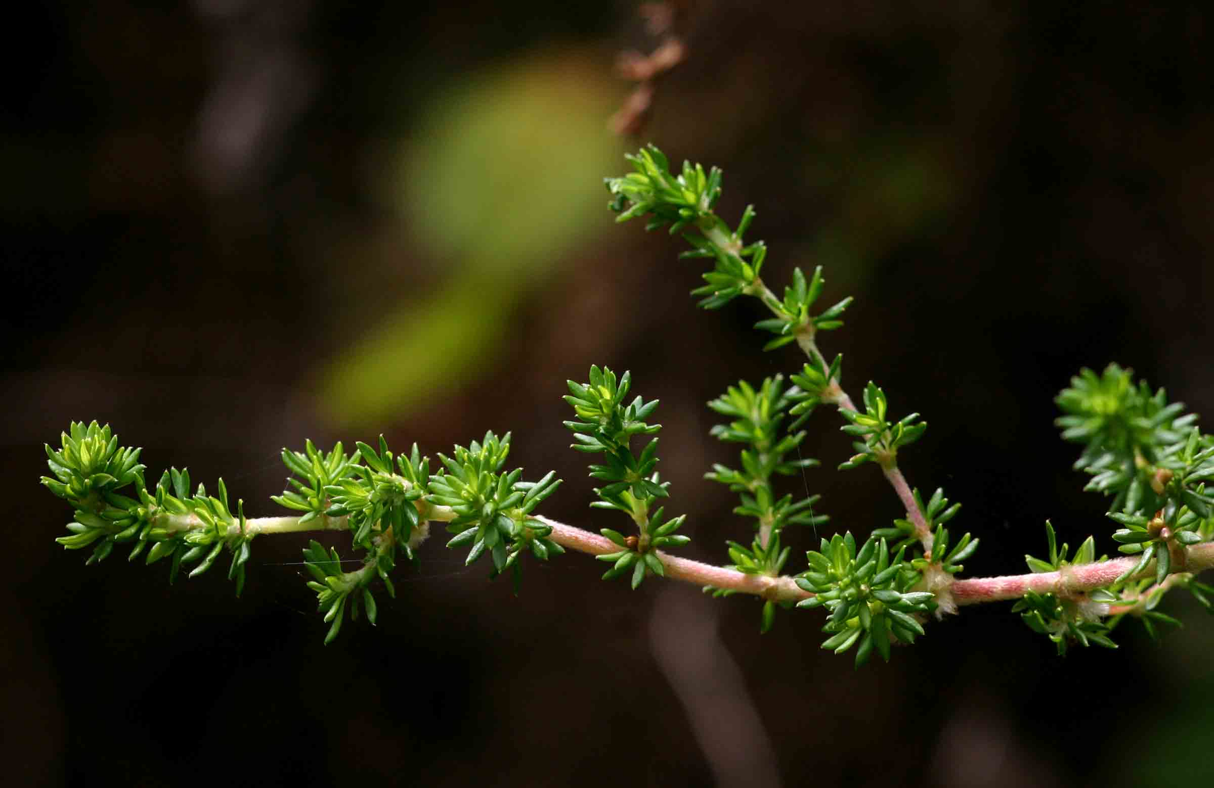 Cliffortia serpyllifolia