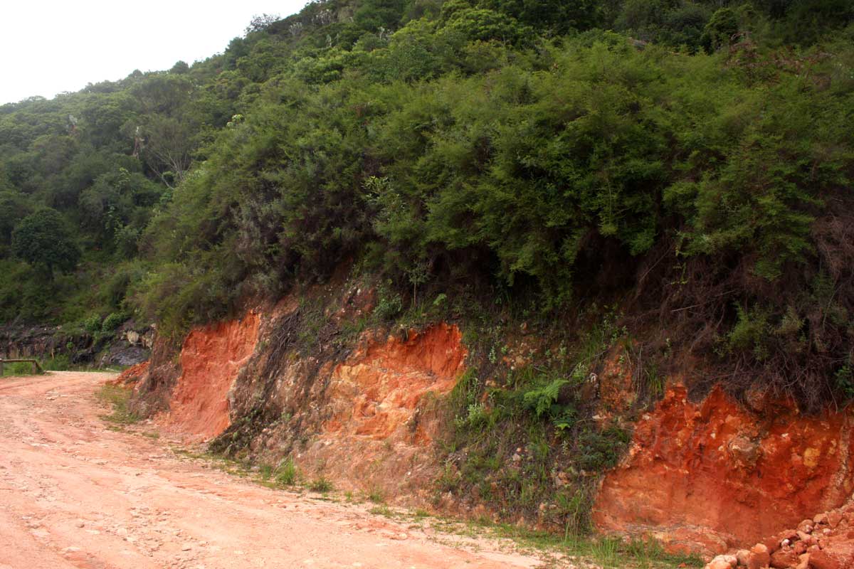 Cliffortia serpyllifolia