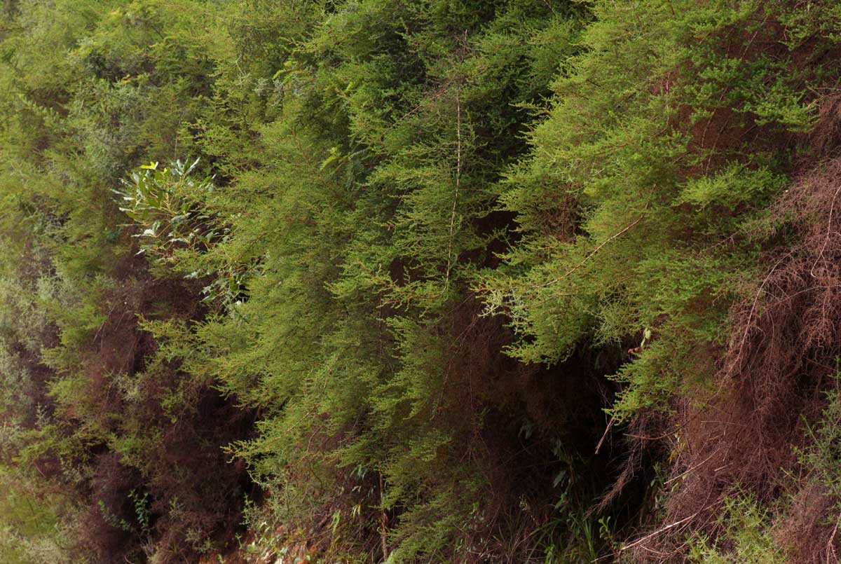 Cliffortia serpyllifolia